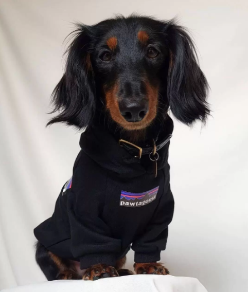 hoodie for a doxie