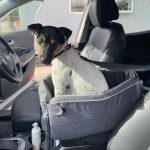 2-in-1 Portable Dachshund Carrier & Doxie Car Seat Booster photo review