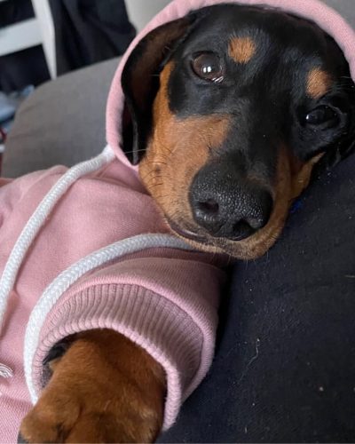 Cozy Comfy Dachshund Hoodie photo review