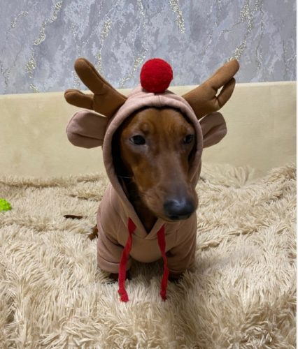 Reindeer Dachshund Hoodie photo review