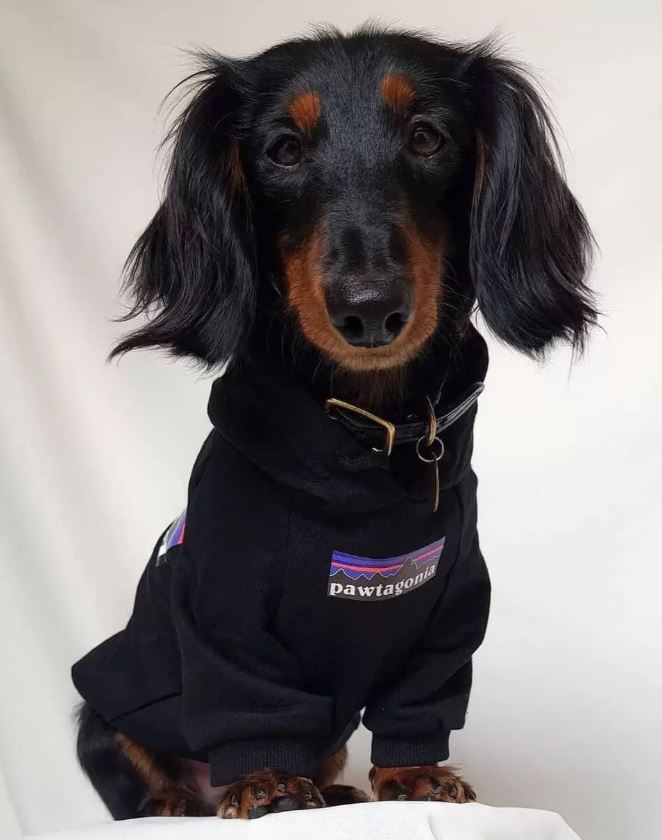 dachshund in a hoodie