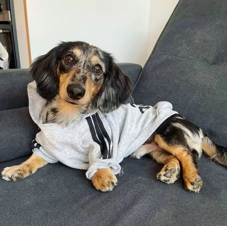 doxie wearing a hoodie