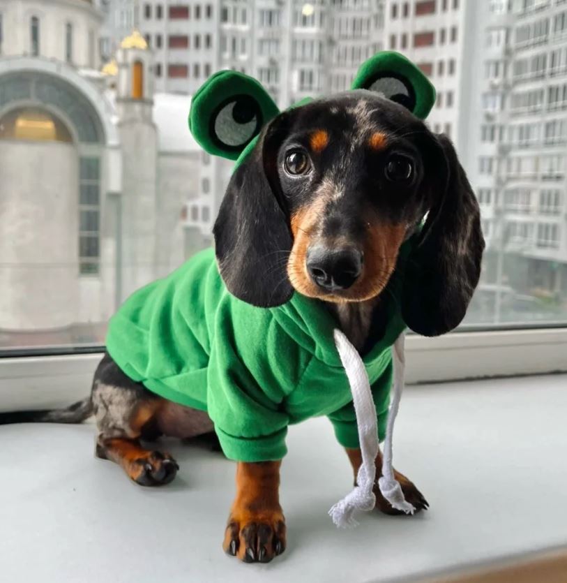 dachshund hoodie with frog hood