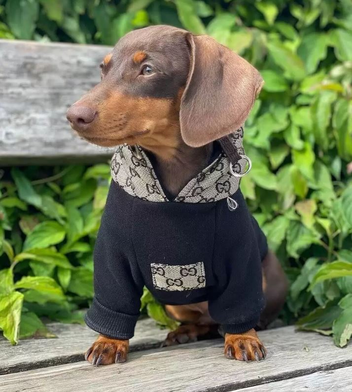 doxie wearing a gucci hoodie