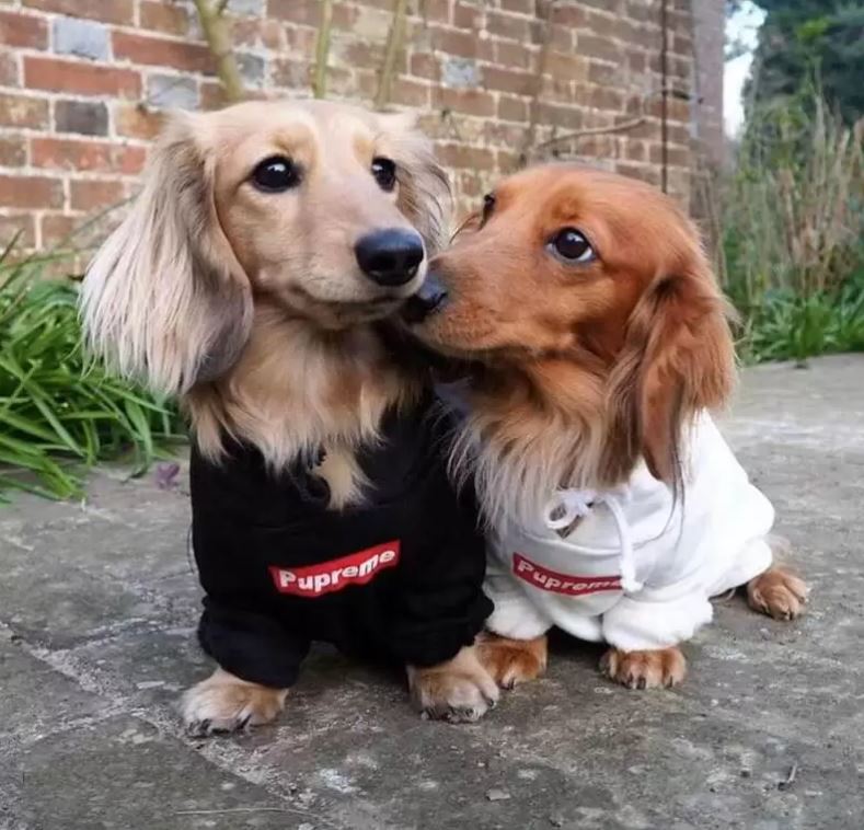 dachshund hoodies