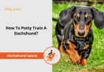 how to potty train a dachshund