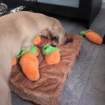 Carrot Plush Interactive Dachshund Toy photo review