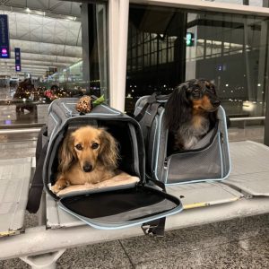 dachshund space shop portable dachshund space carrier