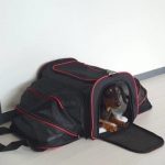 dachshund space shop portable dachshund space carrier