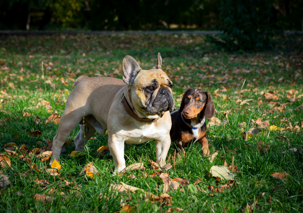 dachshund and french bulldog mix