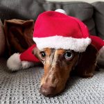 Christmas Dachshund Costume photo review