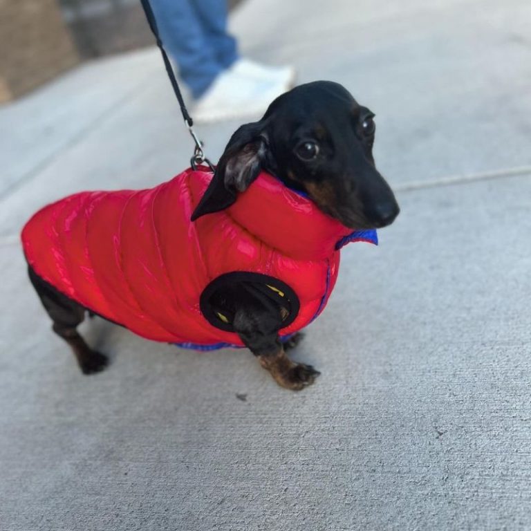 Dachshund Reversible Winter Jacket photo review
