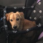 Dachshund Car Seat photo review