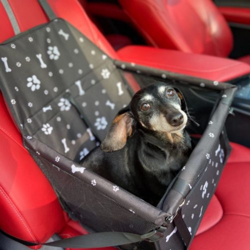 Dachshund Car Seat photo review
