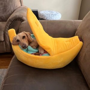 why do dachshunds sleep so much