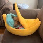 Banana Bed by Dachshund Space photo review
