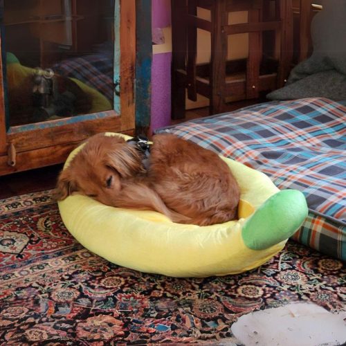 Banana Dachshund Bed photo review