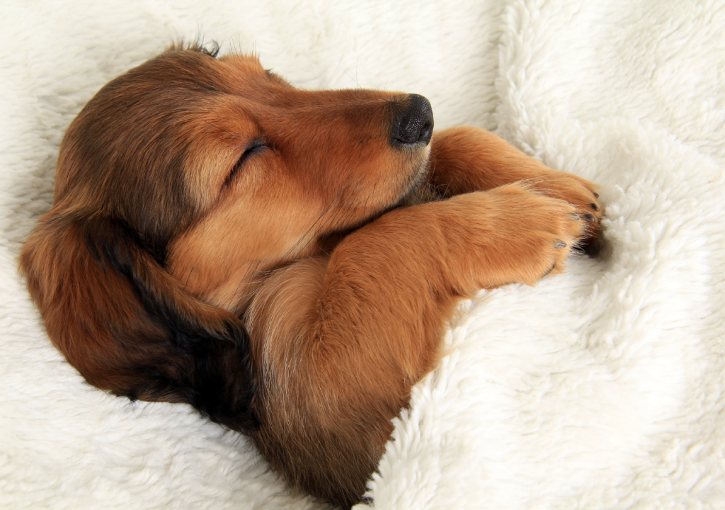 why do dachshunds sleep so much