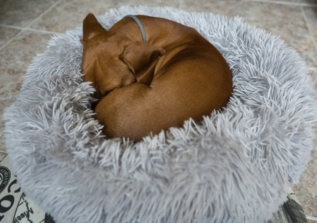 why do dachshunds sleep so much