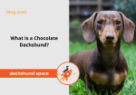 chocolate dachshunds