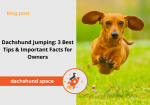 dachshund jumping