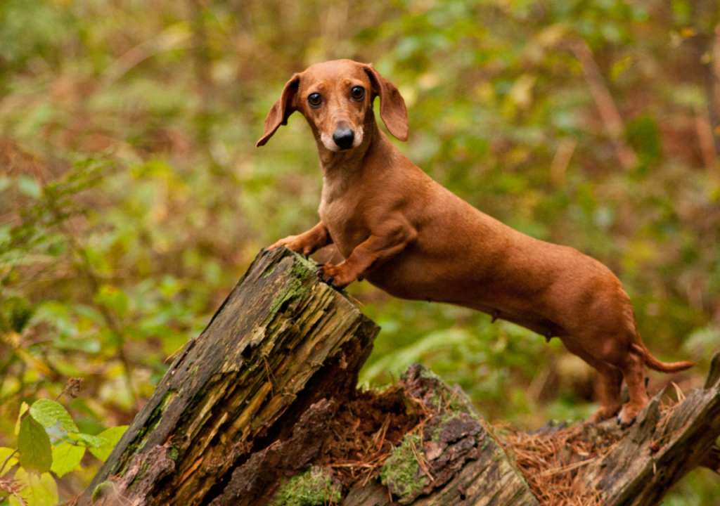 dachshund hunting dogs