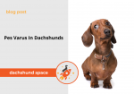 pes varus in dachshunds