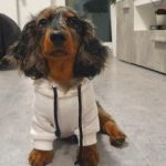 Cozy Comfy Dachshund Hoodie photo review