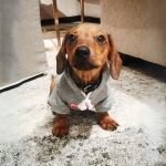 Pupreme Grey Hoodie photo review