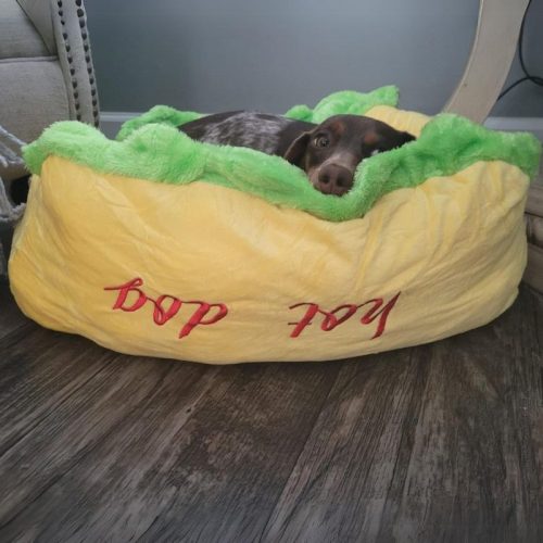 Hot Dog Dach Bed photo review