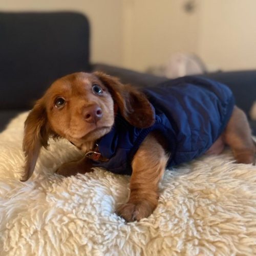 Doxie Puffer Vest photo review