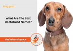 dachshund names