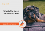rarest dachshund color