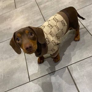dachshund space beige pawcci dachshund Outfits For Wiener Dogs sweater