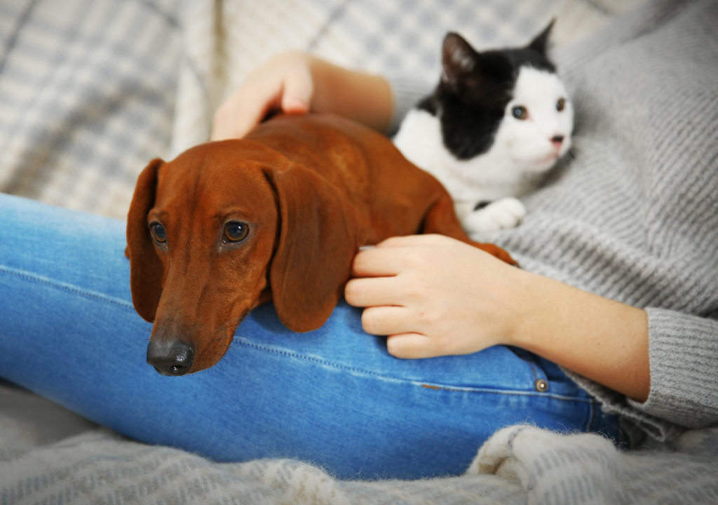 kitty and doxie