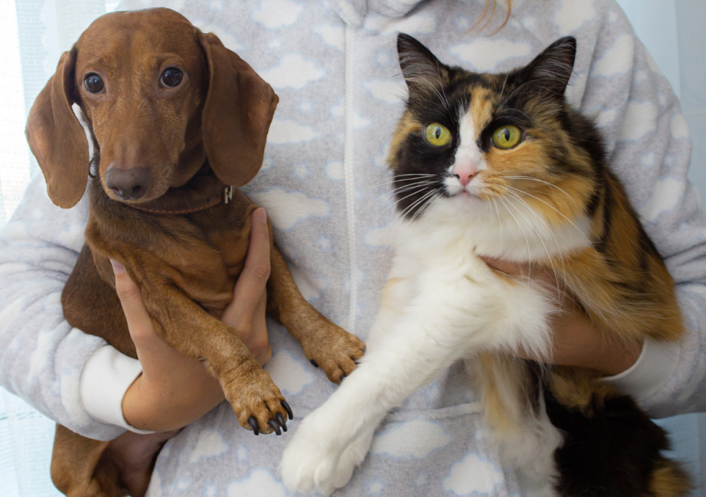 dachshunds and cats