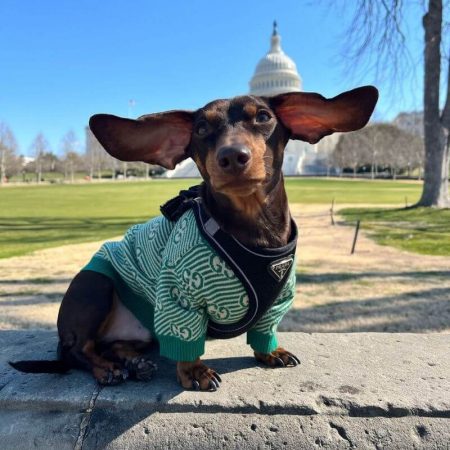 dachshund space pawcci green dachshund sweater