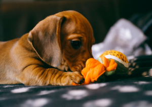 Can Dachshunds Be Left Alone dachshund space