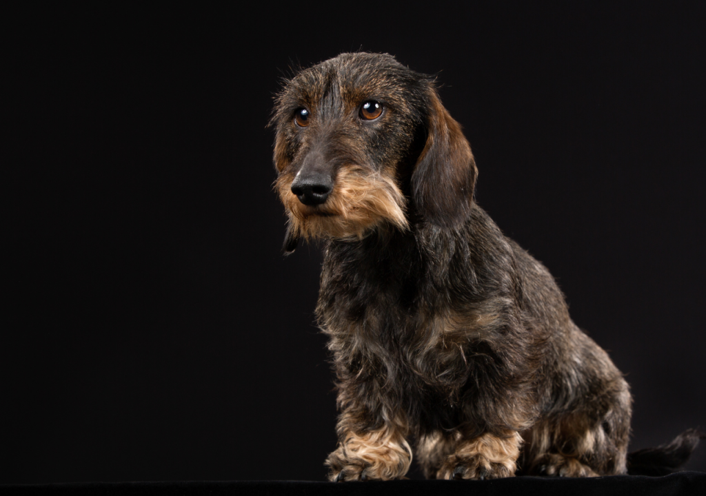 lafora disease in dachshunds