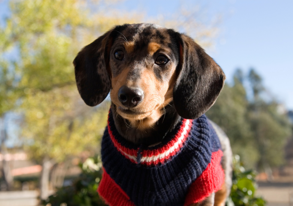 mini dachshund sweaters
