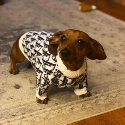 Dogior Sweater photo review