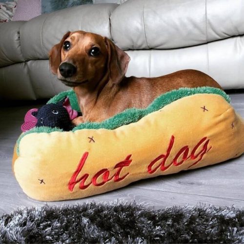 Hot Dog Dach Bed photo review