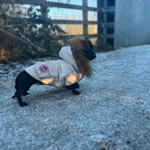 Parka Dog Coat photo review