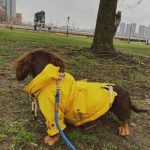CoCo Dachshund Raincoat photo review
