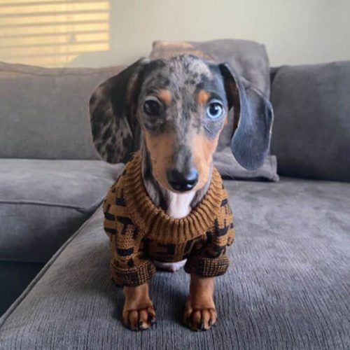 Fur Baby Coffee Dog Sweater photo review
