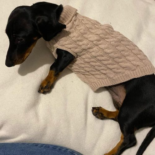 Winter Wool Dachsund Sweater photo review