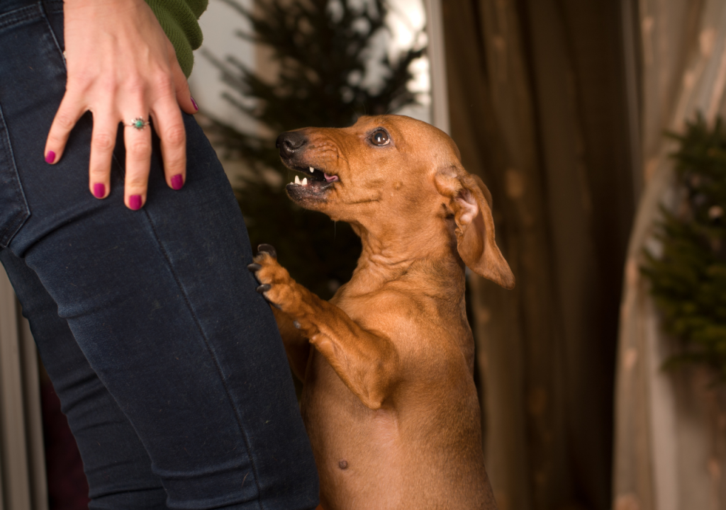 How to Stop Dachshund Barking 5 Effective Strategies for a Quiet Home