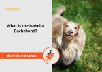 isabella dachshund