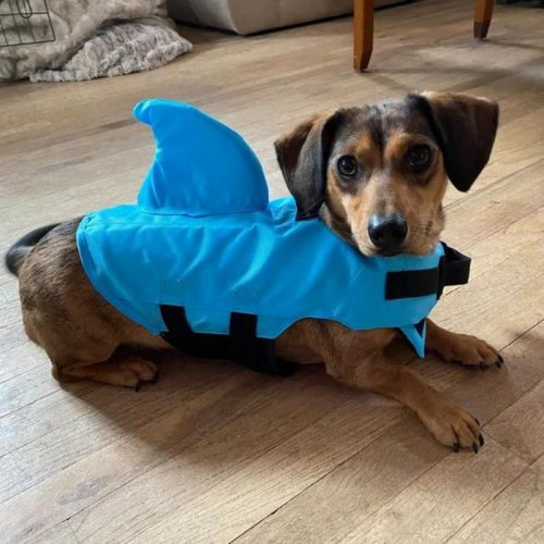 Dachshund Shark Vest photo review