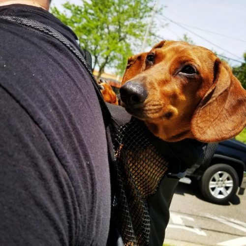 Dachshund Space Carrier photo review